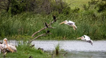 Mbozambo Wetlands at Sappi Stanger