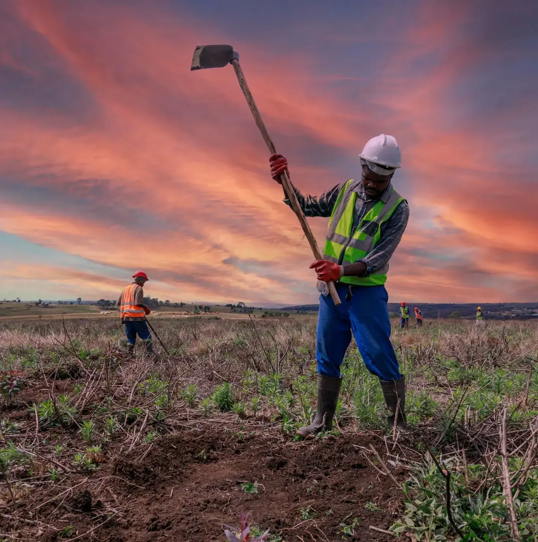 Forestry tree planting