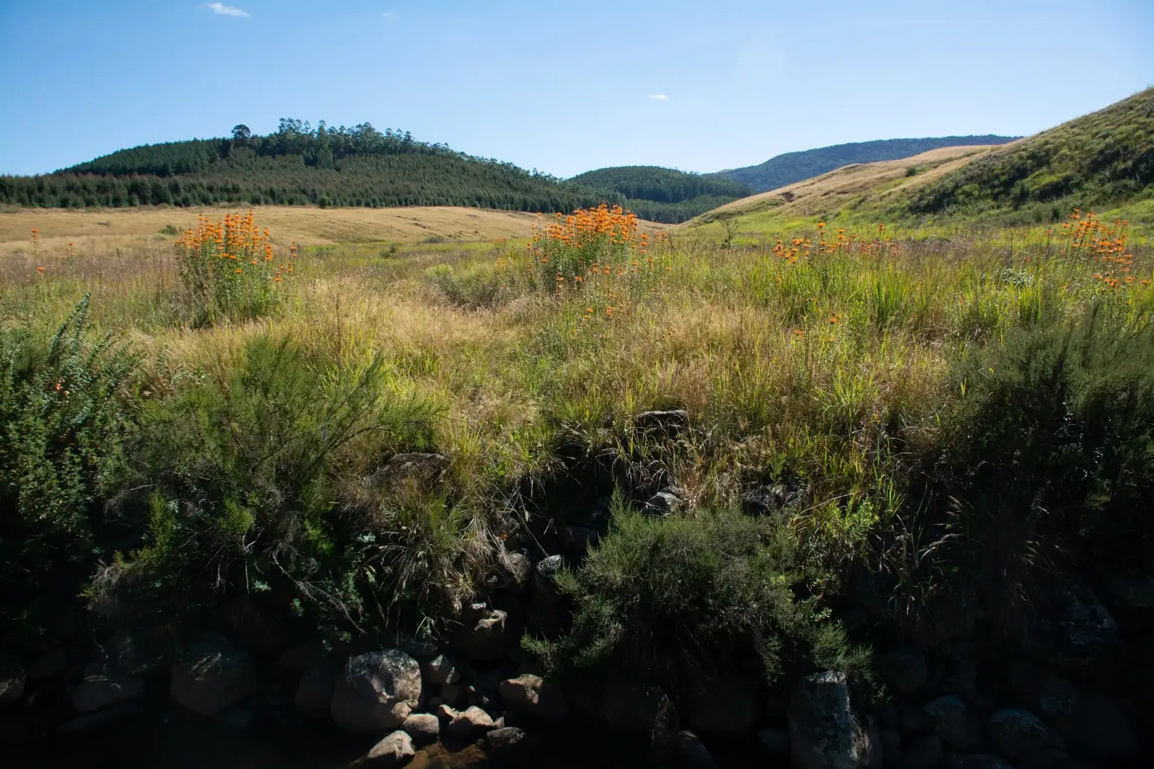 South African grassland conservation and forestry landscape