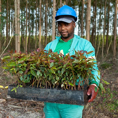 Trees are planted, grown and harvested in rotation, which ensures there are also trees of different ages growing and storing carbon. - Sappi