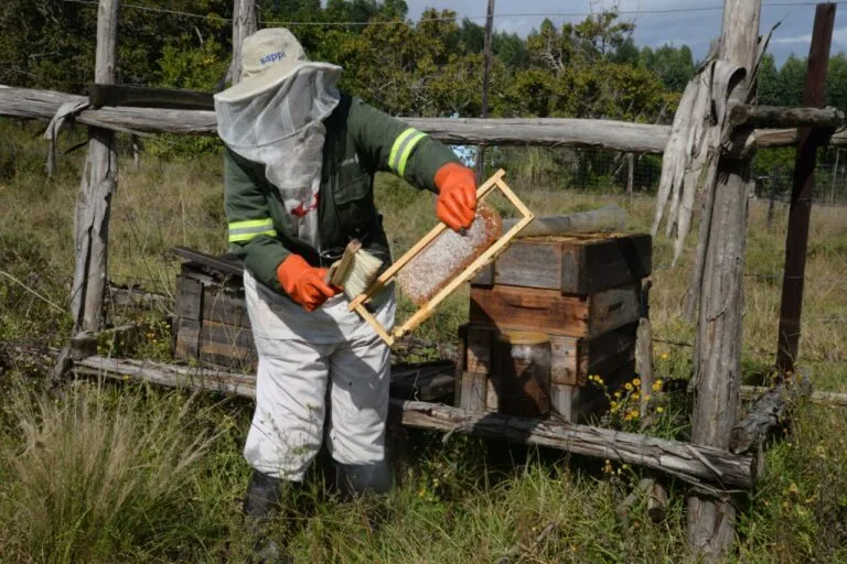 Petritia Hlatswayo at one of her hives