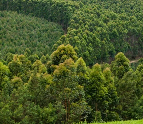 Sustainable Commercial Forestry Plantation