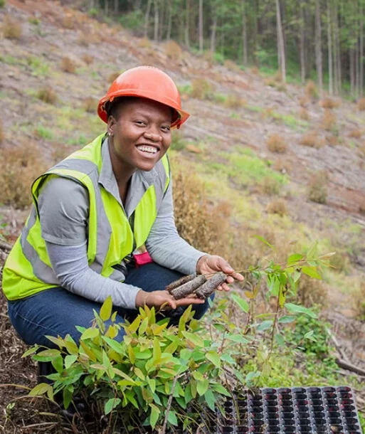 Woman Forestry Worker Planting Seedlings