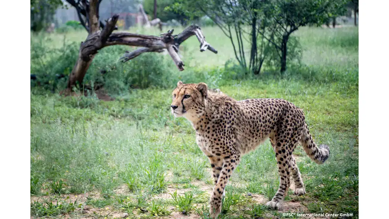 Cheetah in Natural Habitat