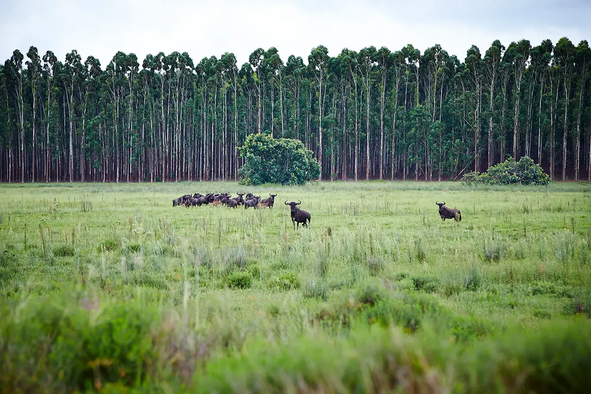 Forestry Biodiversity in Richards Bay