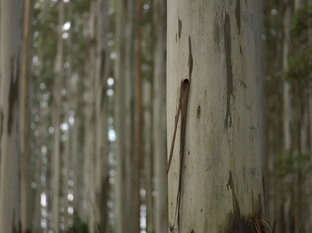 Wood is made up of cellulose, hemicellulose, lignin and extracts (waxes, fatty acids, resin acids and sugars) with the properties of these elements making them suitable ingredients in countless products, not just in paper, cardboard and tissue.