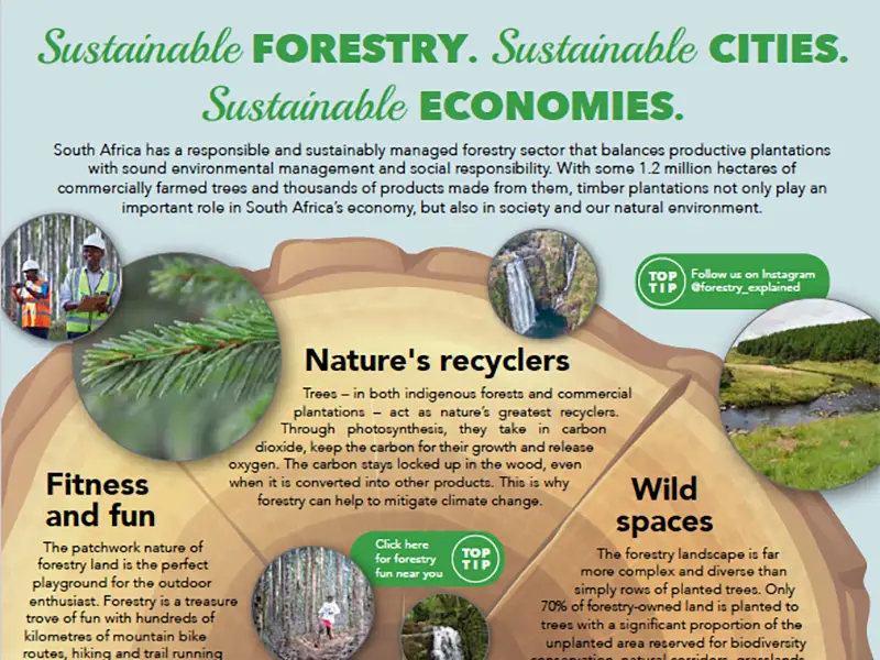 Sustainable Forestry Cities and Economies Infographic