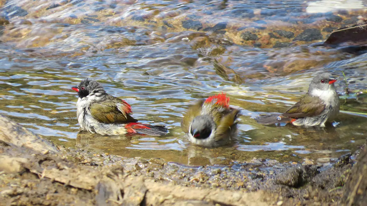 Swee Waxbills Bathing in Stream