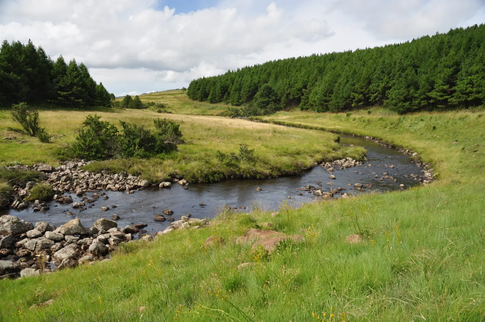 Wetland Conservation in Forestry Area Wetland Conservation in Forestry Area